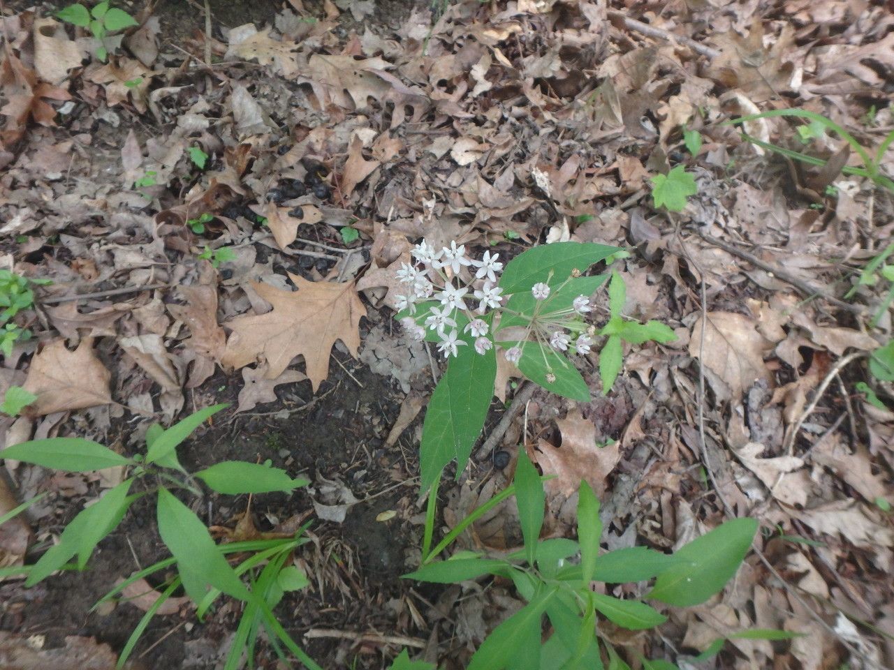 Asclepias quadrifolia habit