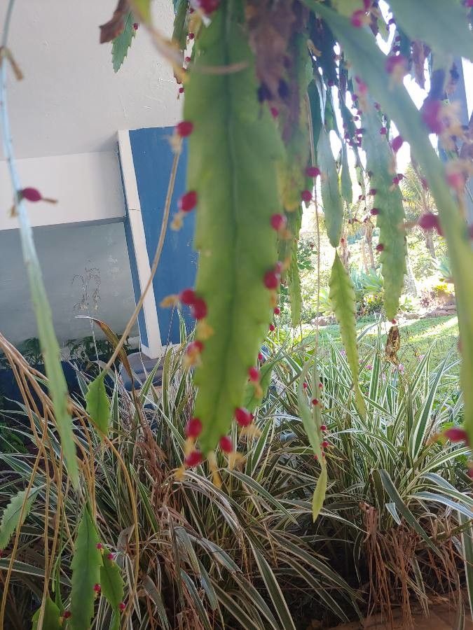 Lepismium houlletianum fruit