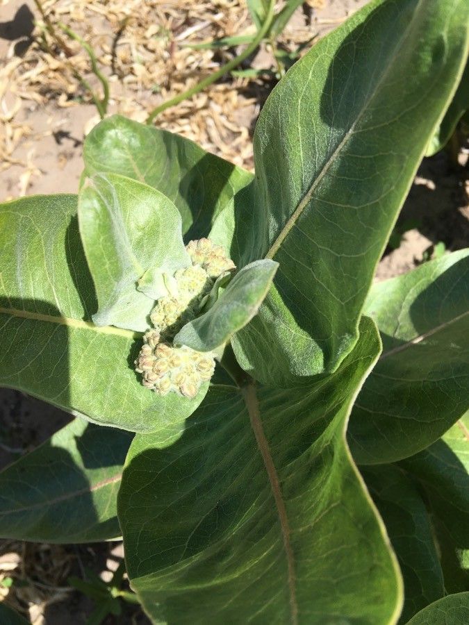Asclepias latifolia — search result for 'Asclepias'