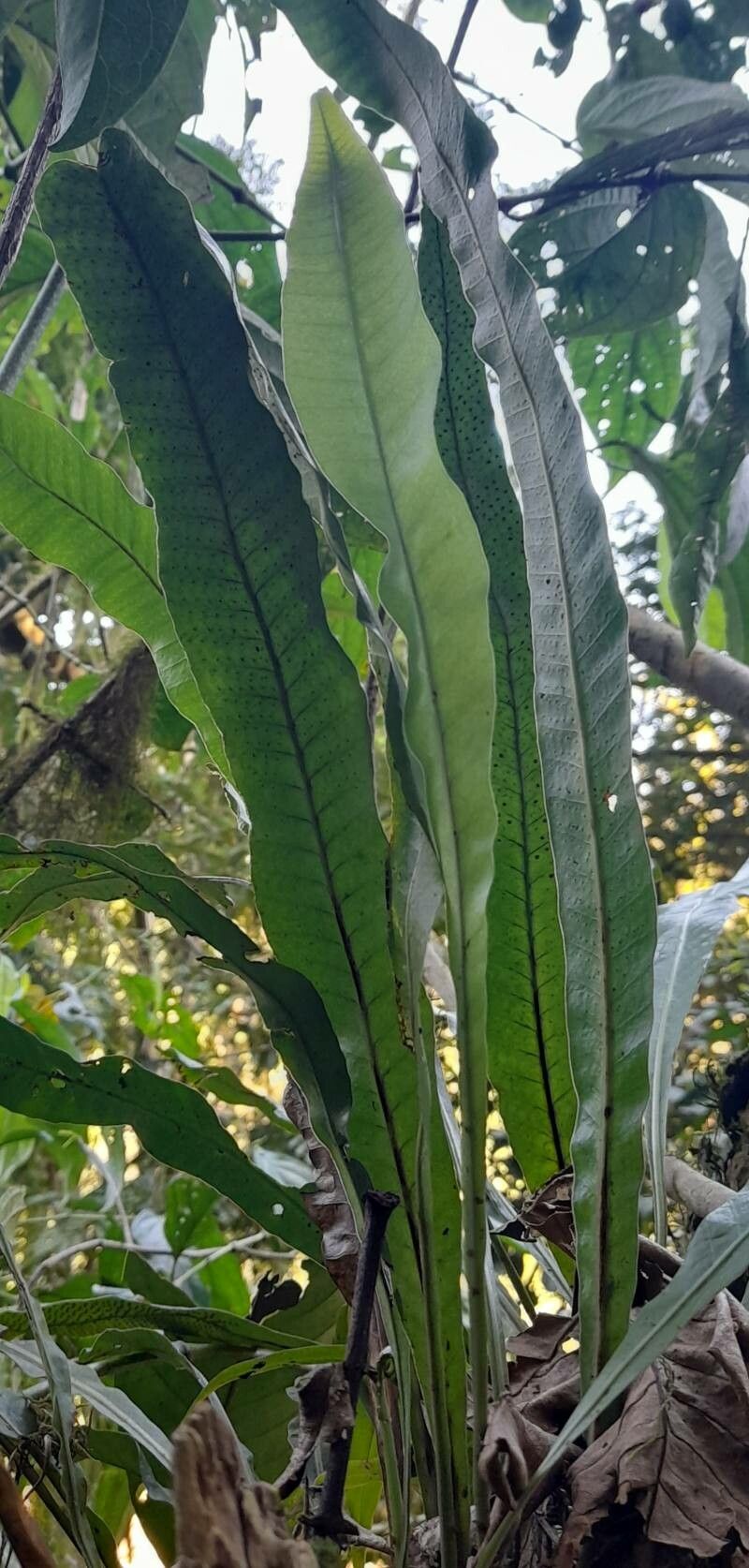 Campyloneurum repens habit