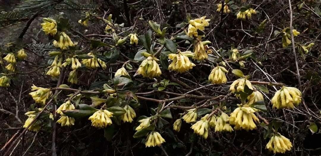 Daphne ludlowii — search result for 'Daphne'