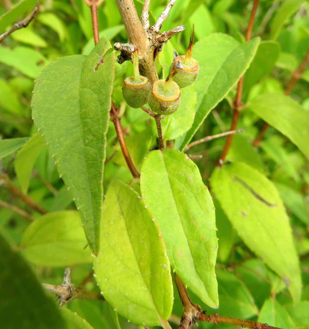 Deutzia maximowicziana — search result for 'Deutzia'