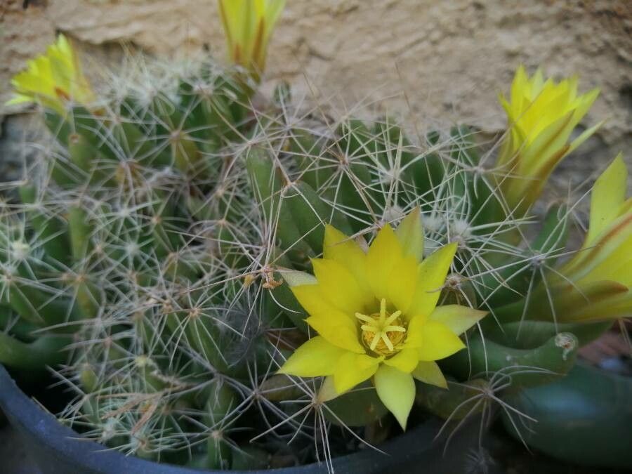 Mammillaria longimamma flower
