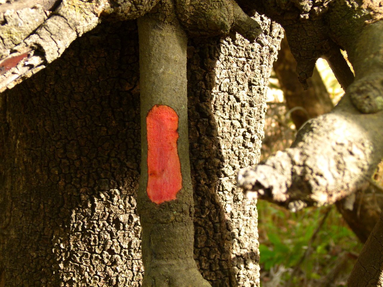 Uapaca togoensis bark