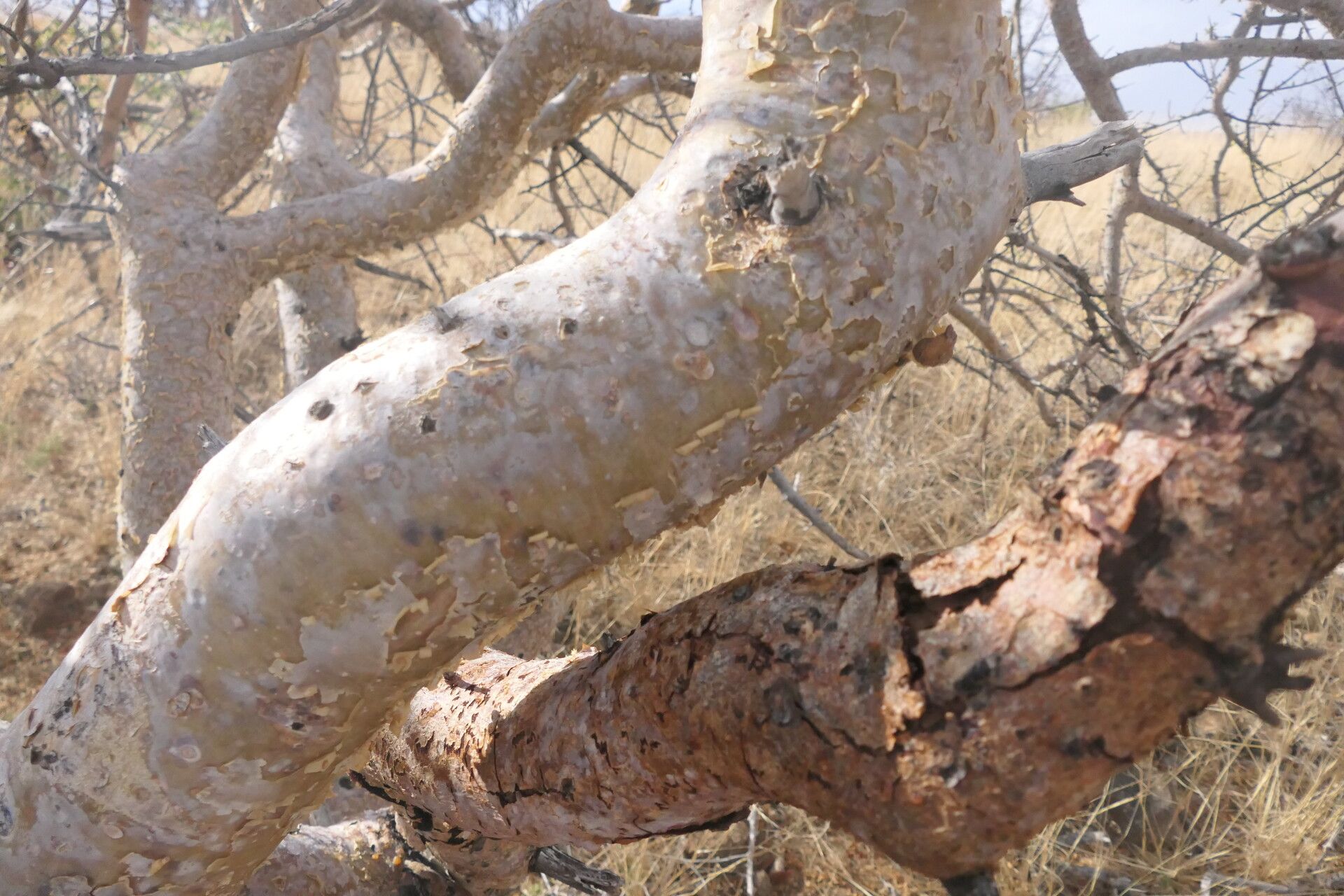 Commiphora glaucescens bark