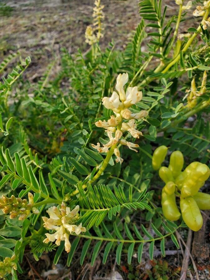 Astragalus pomonensis flower