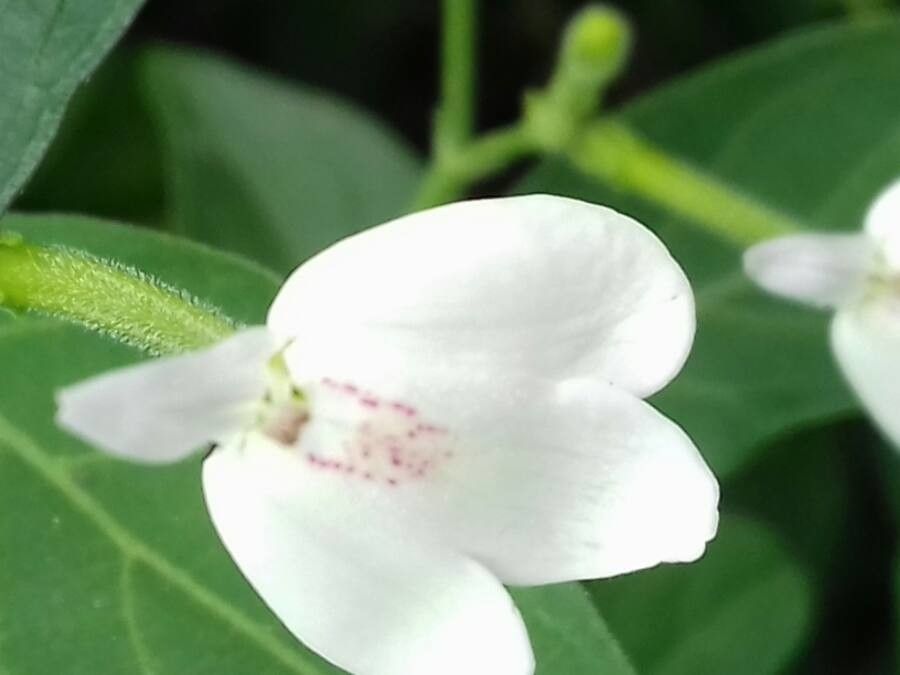 Hydrangea chinensis — search result for 'Myanmar'