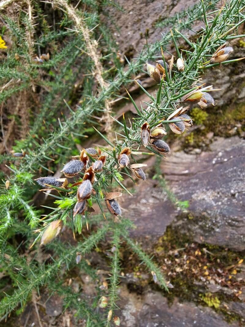 Genista triacanthos fruit