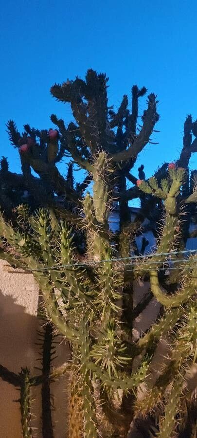 Opuntia cylindrica flower