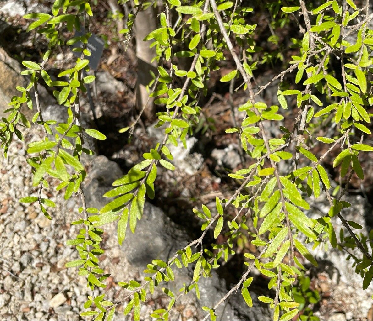 Malpighia cubensis leaf