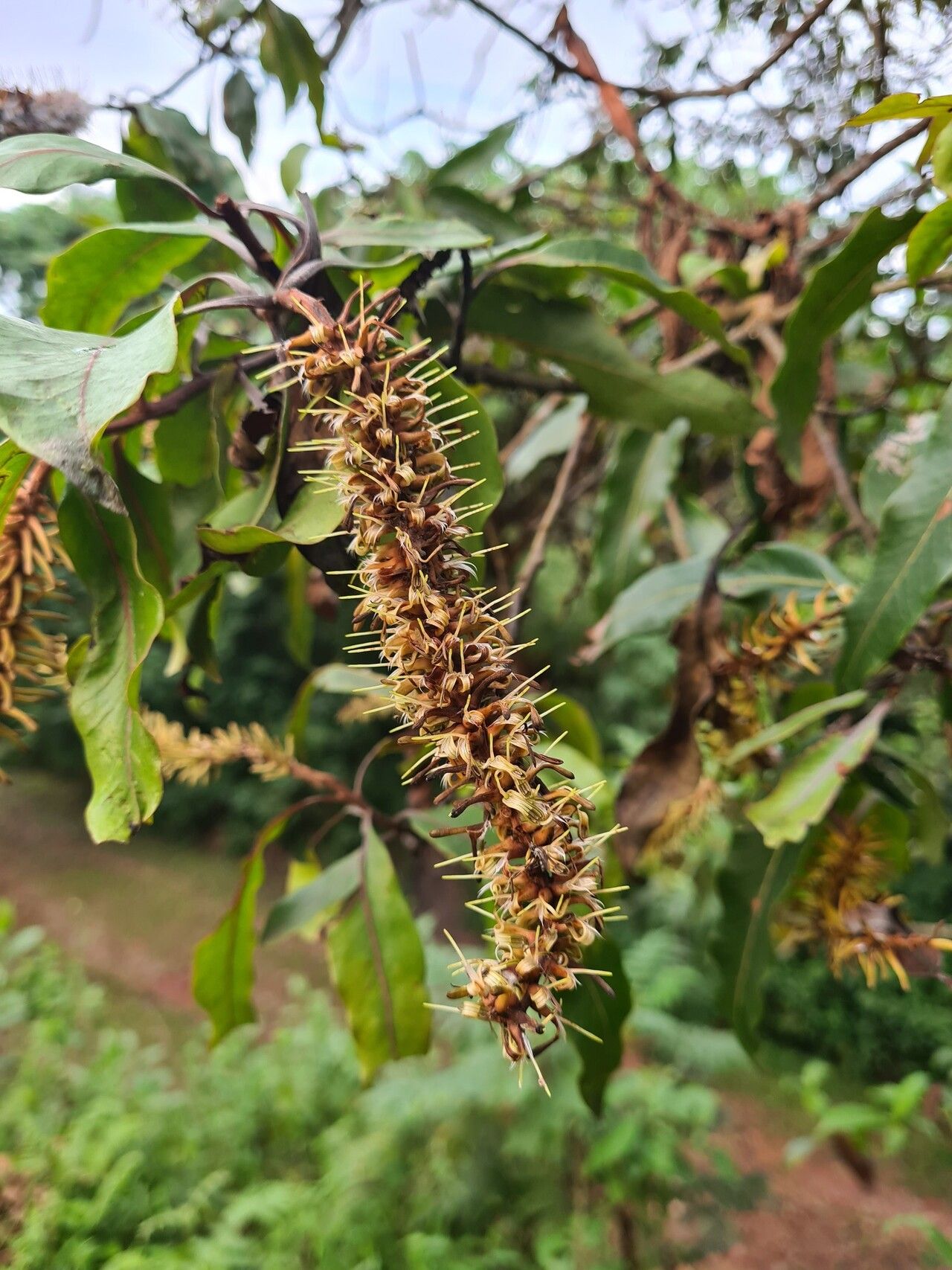 Faurea wentzeliana — search result for 'Faurea'