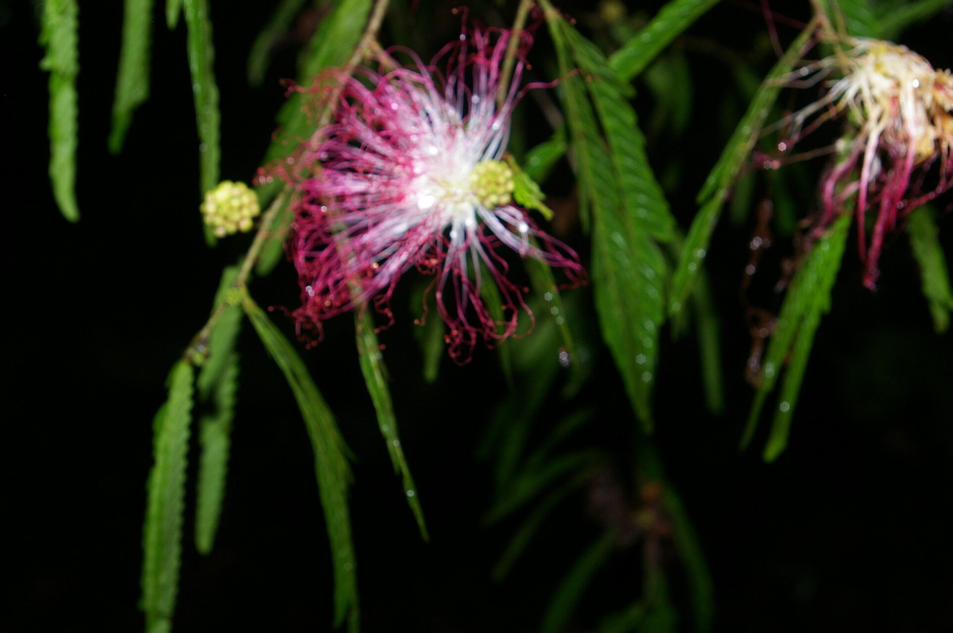 Calliandra magdalenae habit