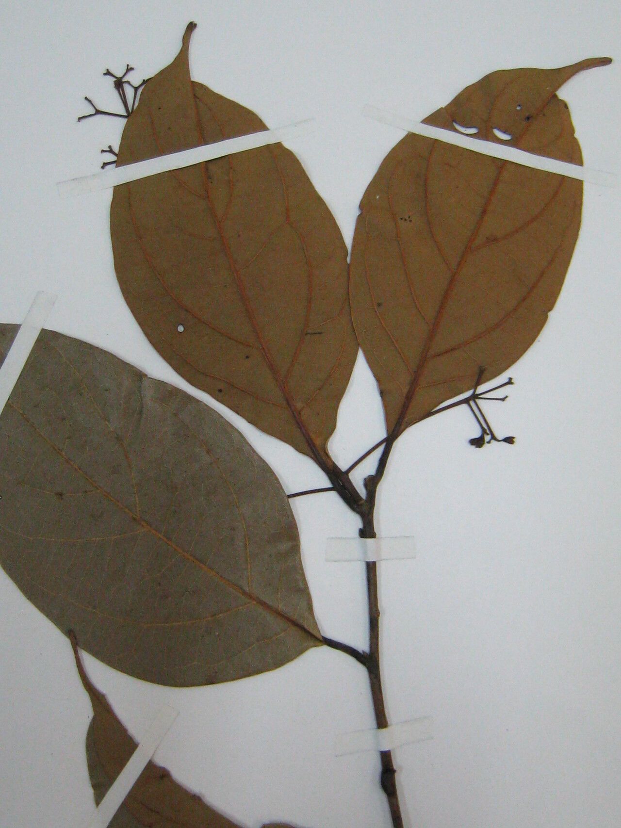 Ocotea subterminalis other