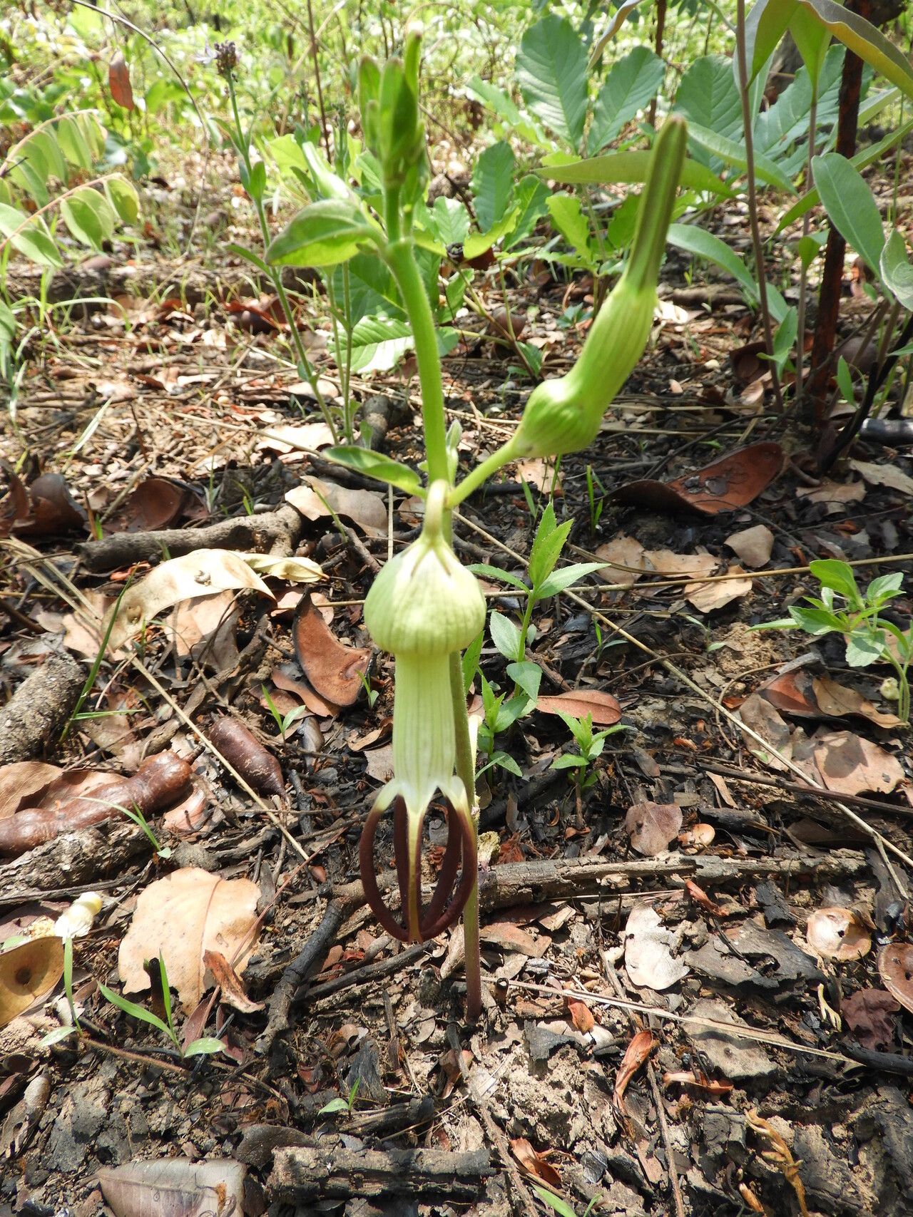 Ceropegia umbraticola flower