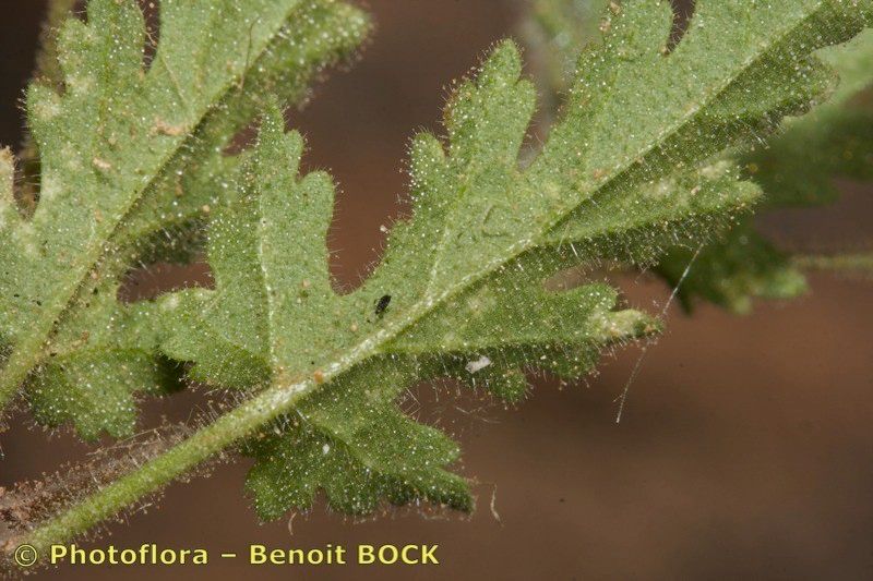 Erodium neuradifolium leaf