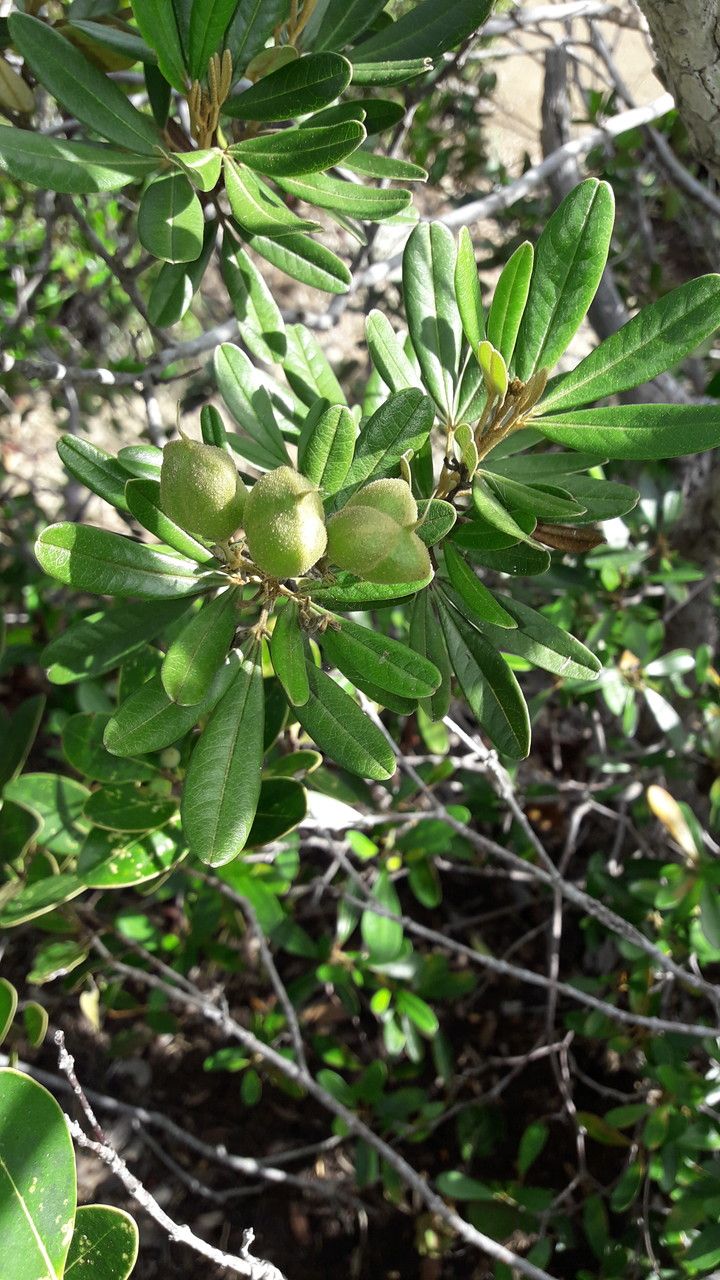 Planchonella kaalaensis fruit