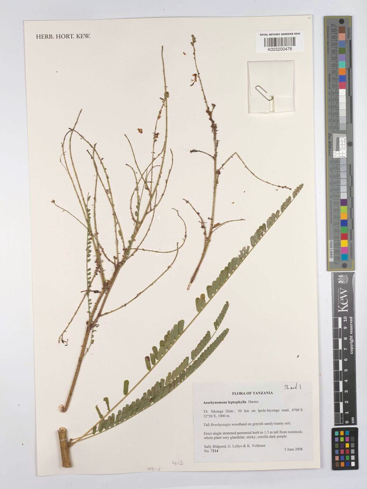 Aeschynomene leptophylla — houseplant care guide