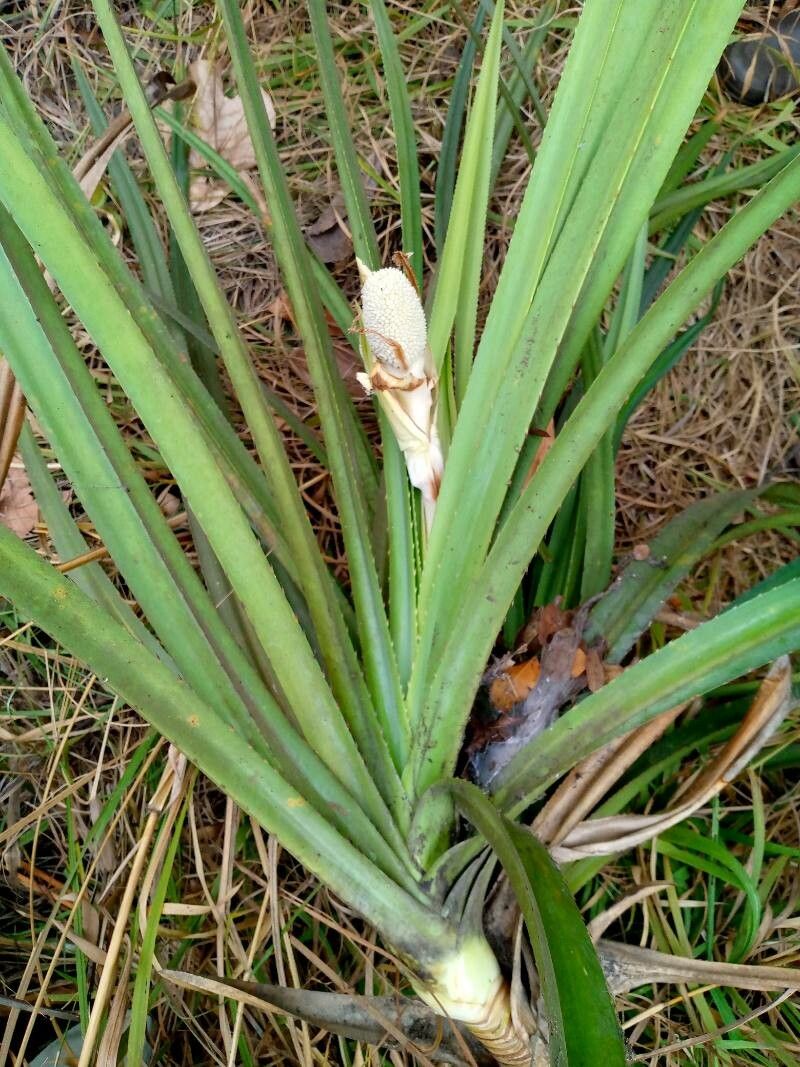 Pandanus livingstonianus leaf