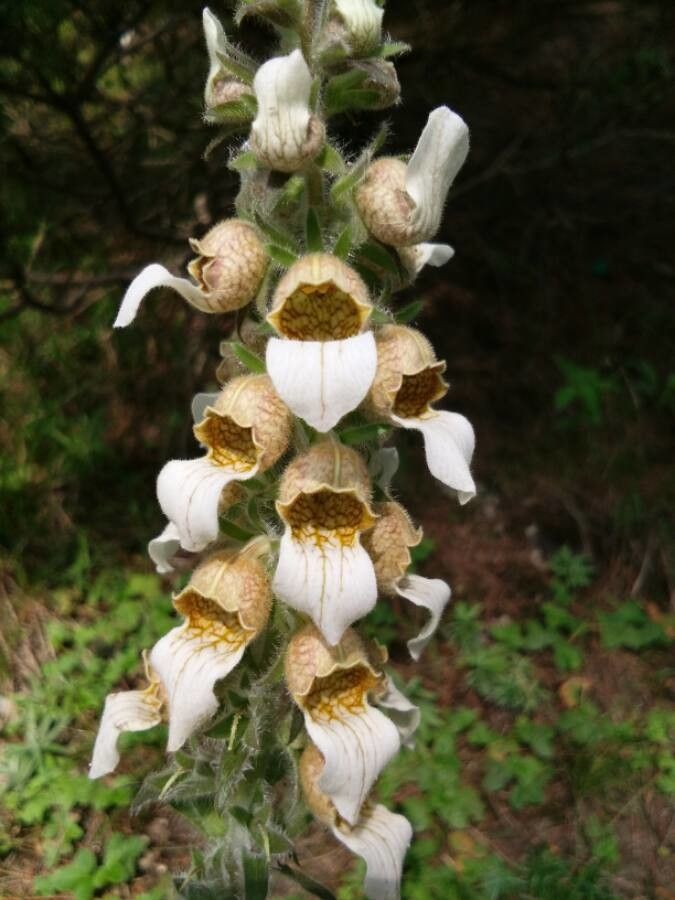 Digitalis lanata flower