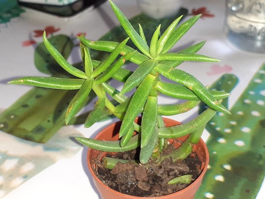 Crassula tetragona flower