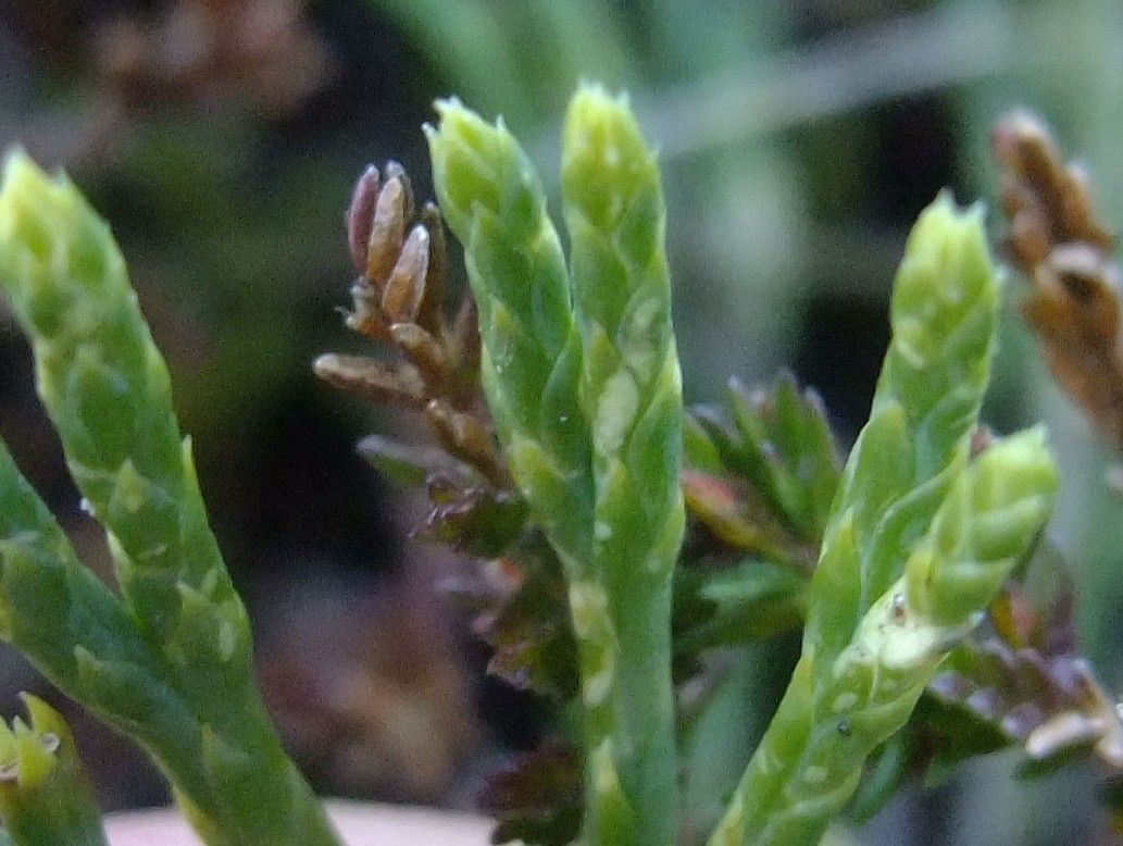 Diphasiastrum zeilleri leaf