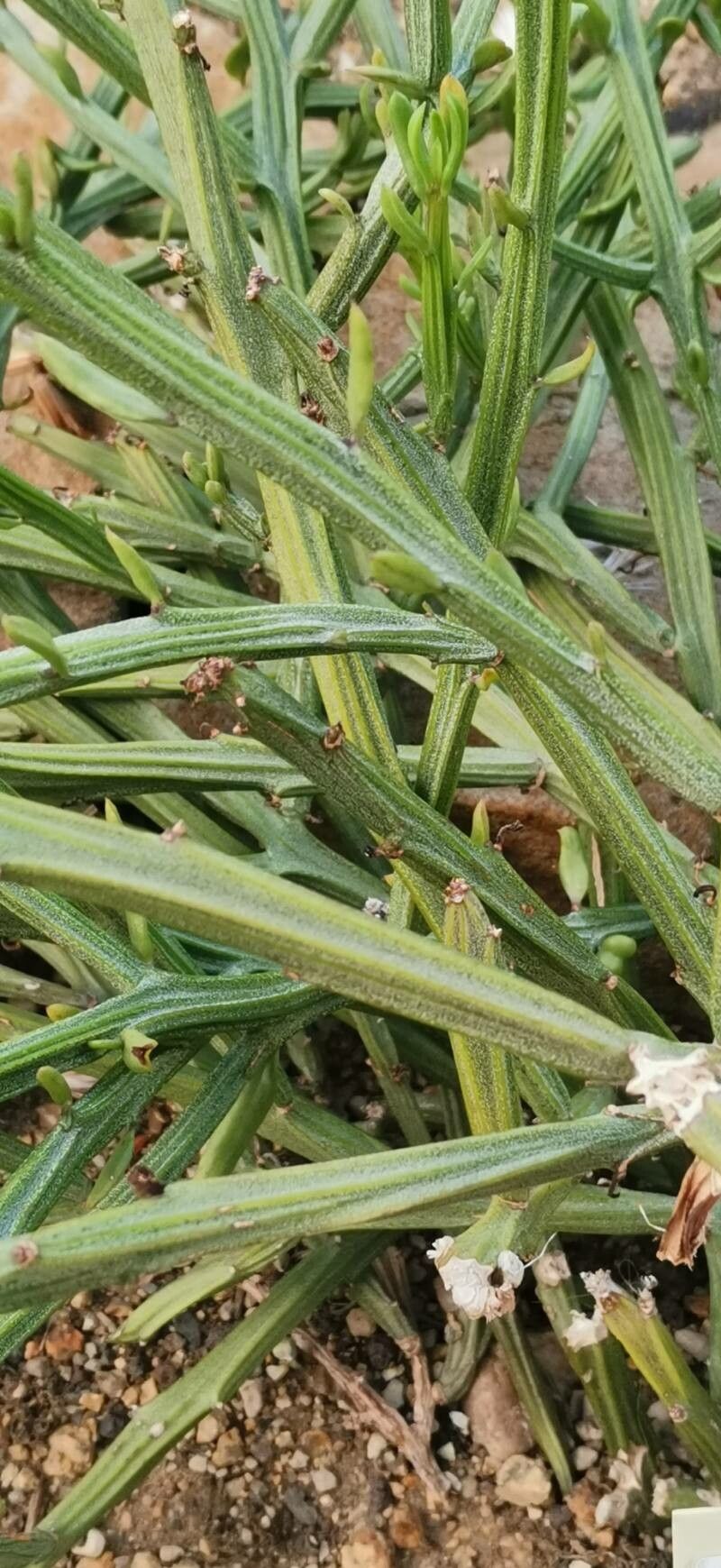 Kleinia madagascariensis — search result for 'Kleinia'