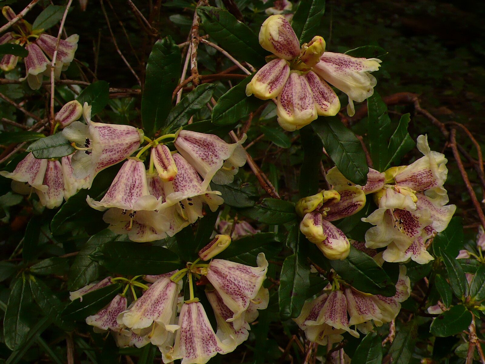 Rhododendron parmulatum flower