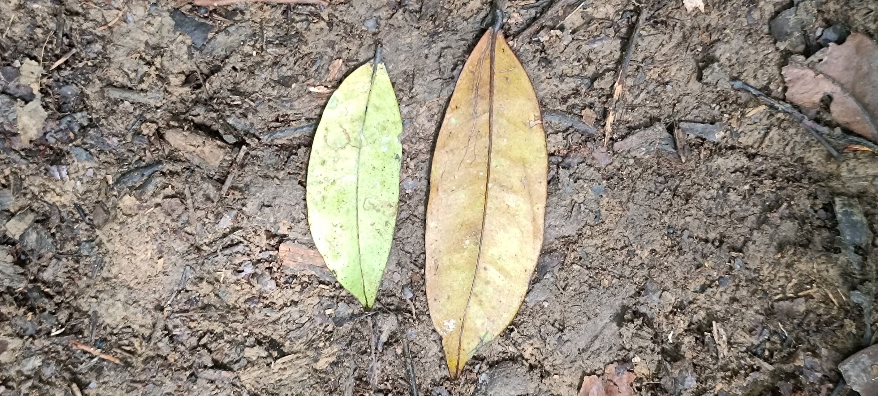 Prioria gilbertii leaf