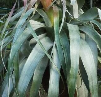 Tillandsia borealis — houseplant care guide
