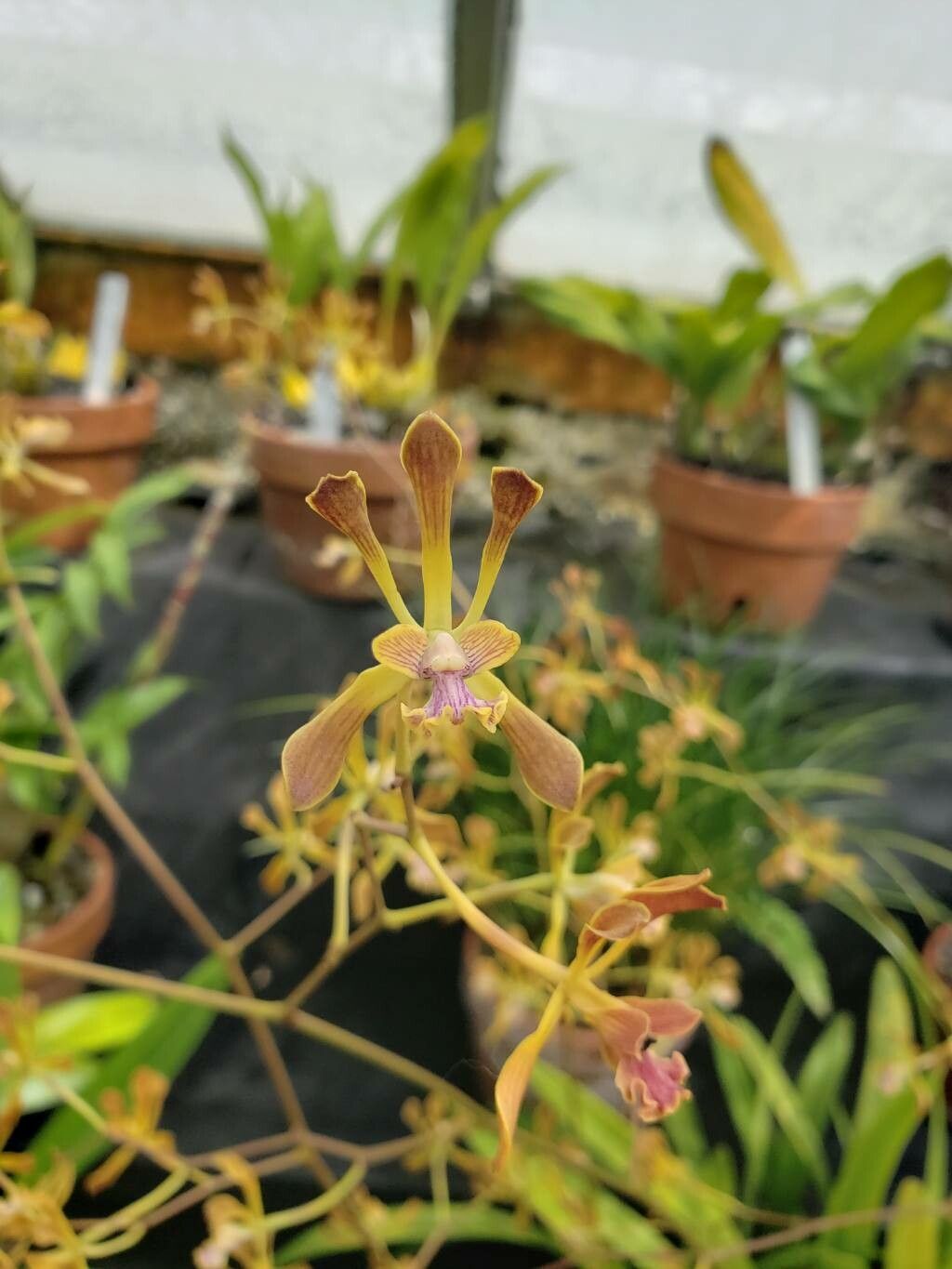 Encyclia plicata flower