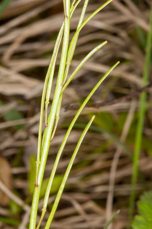 Arabis hirsuta fruit