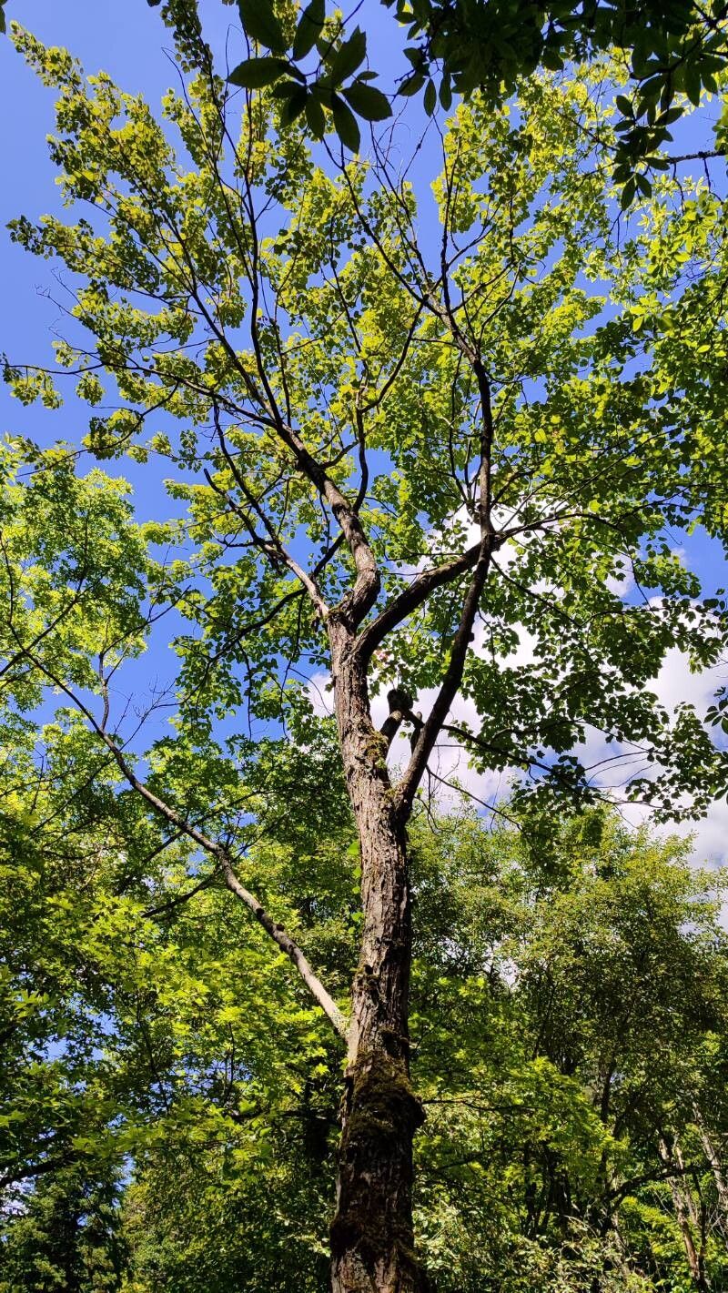 Acer pycnanthum habit
