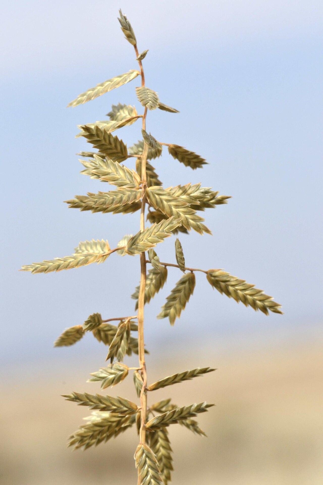 Eragrostis nindensis — search result for 'Eragrostis'