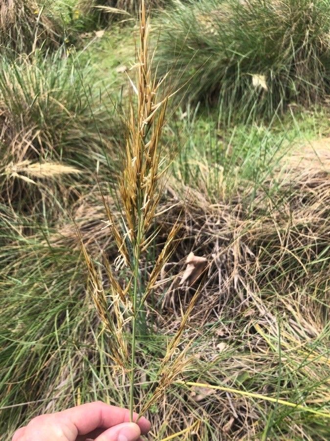 Stipa parviflora leaf