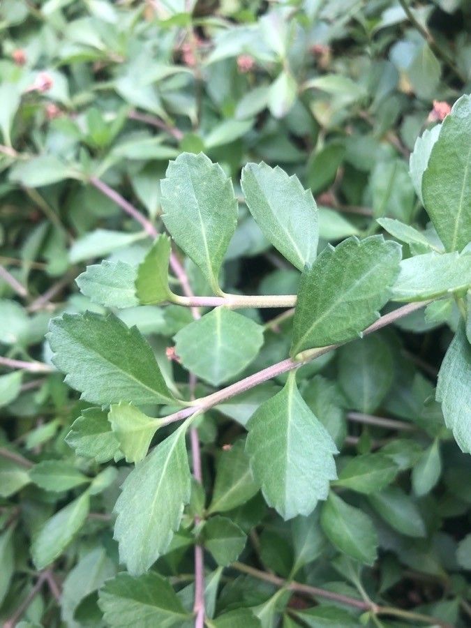 Phyla nodiflora leaf