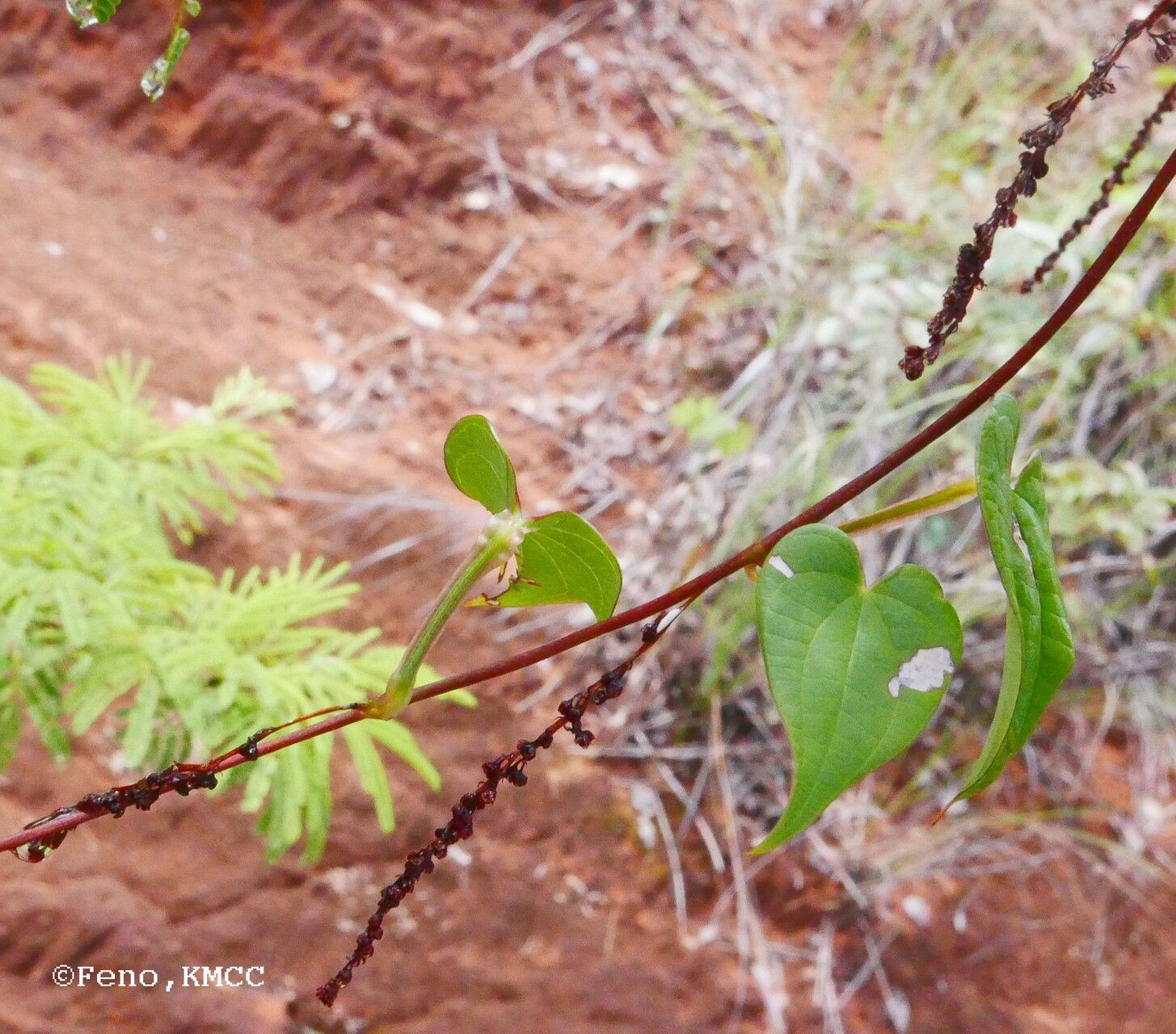 Dioscorea pteropoda leaf