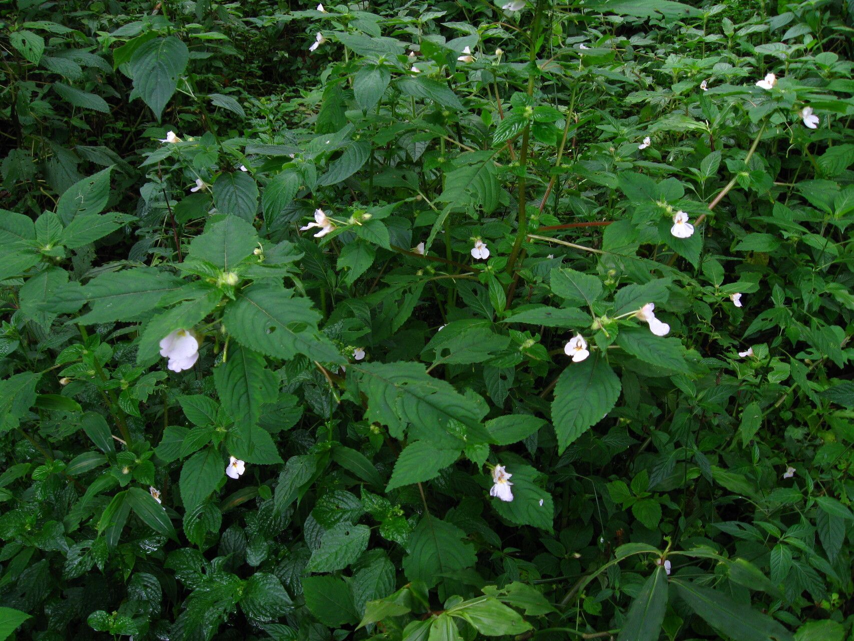 Impatiens burtonii habit