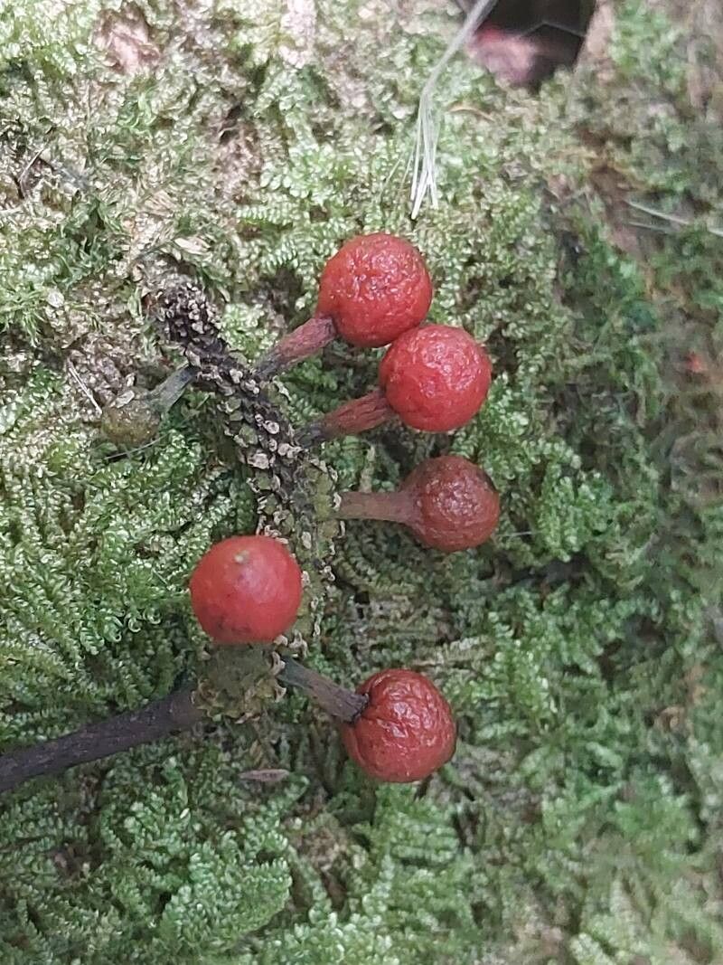Piper madagascariense fruit