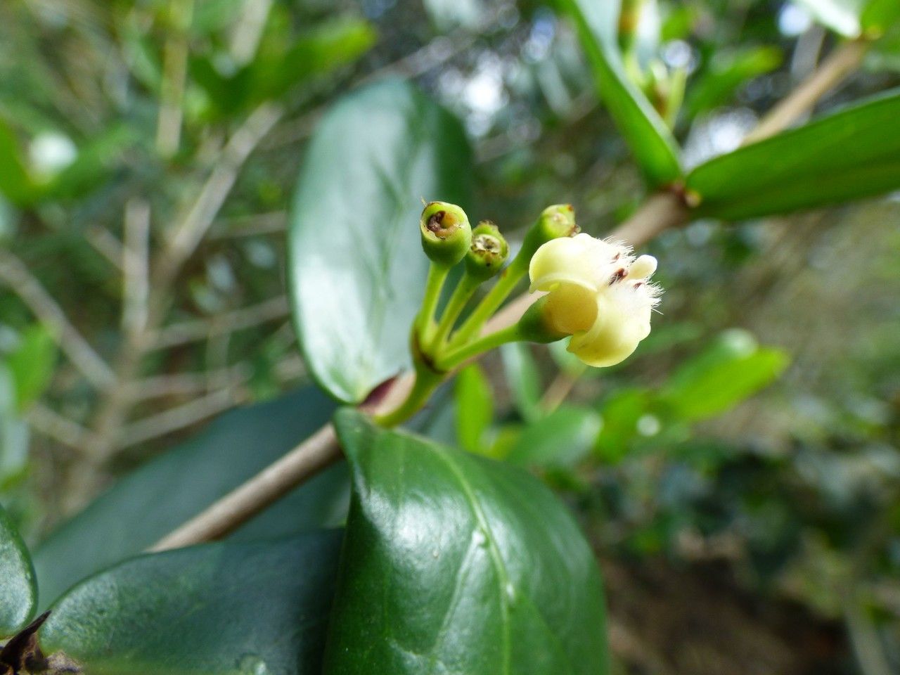 Pyrostria orbicularis flower