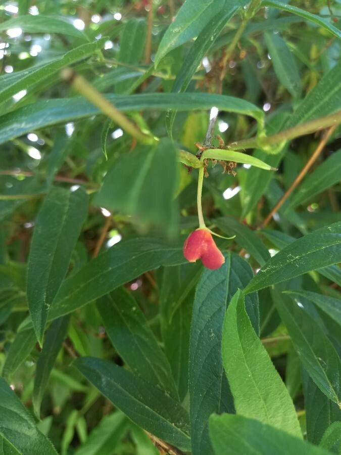 Lonicera standishii fruit