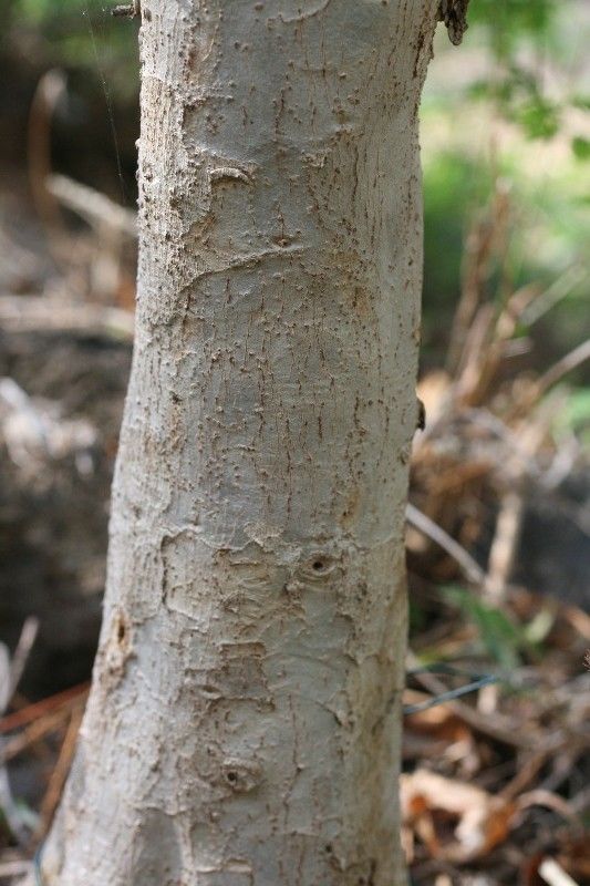 Scolopia heterophylla bark