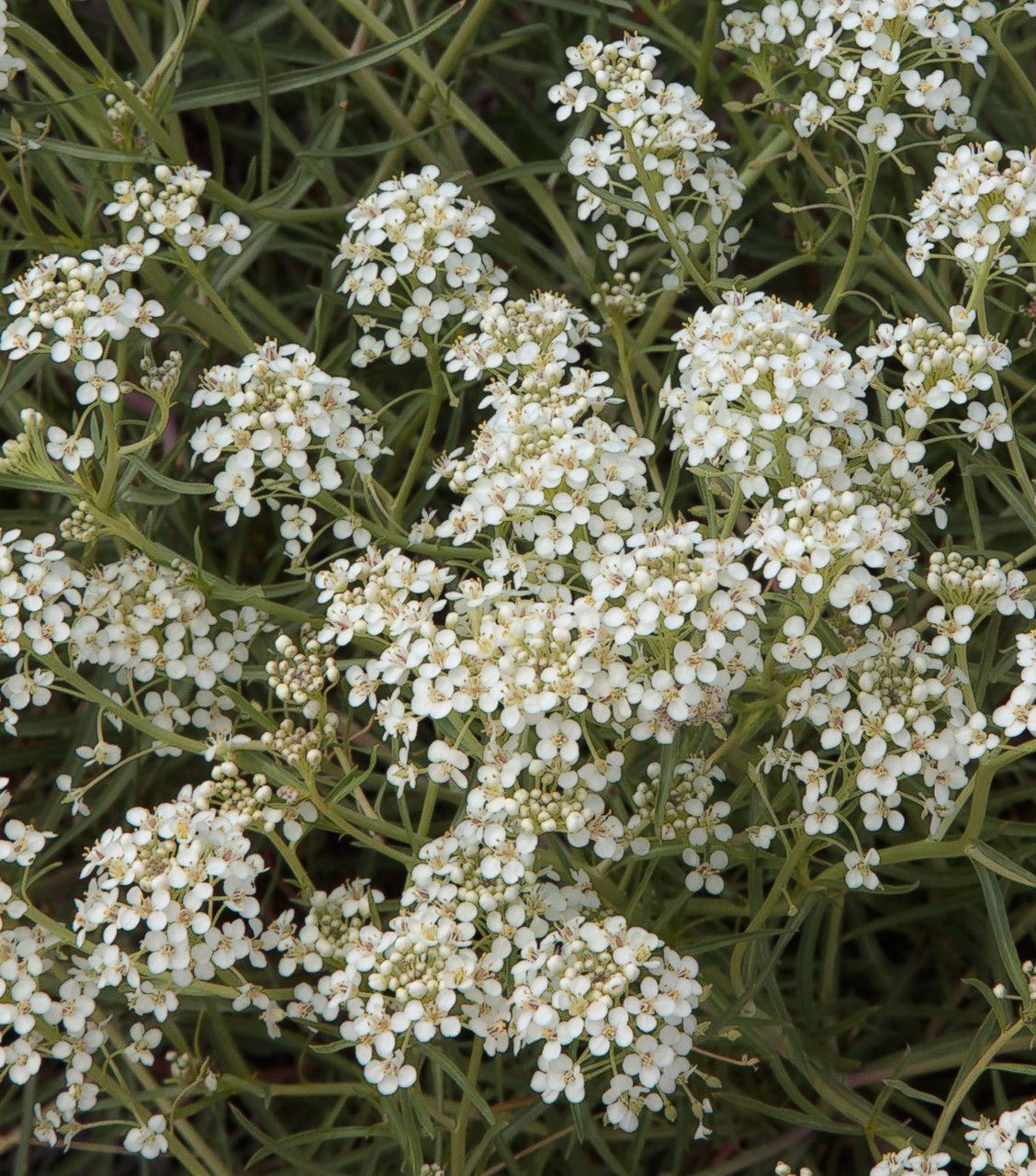 Lepidium alyssoides flower