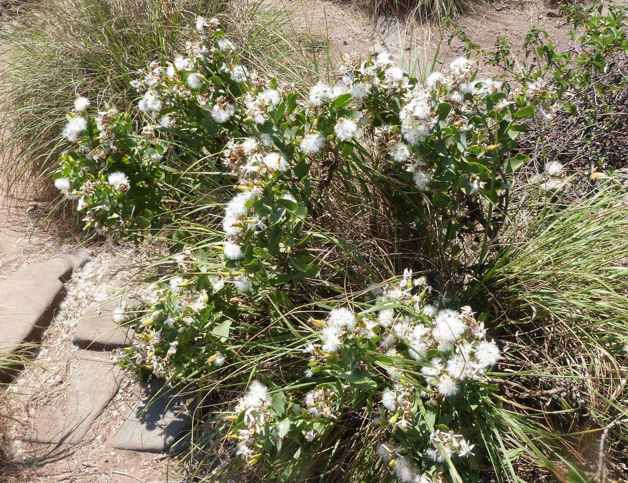 Lopholaena coriifolia habit