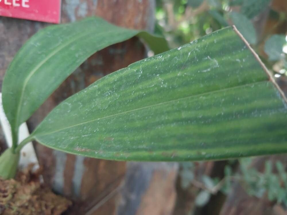 Coelogyne gardneriana — houseplant care guide