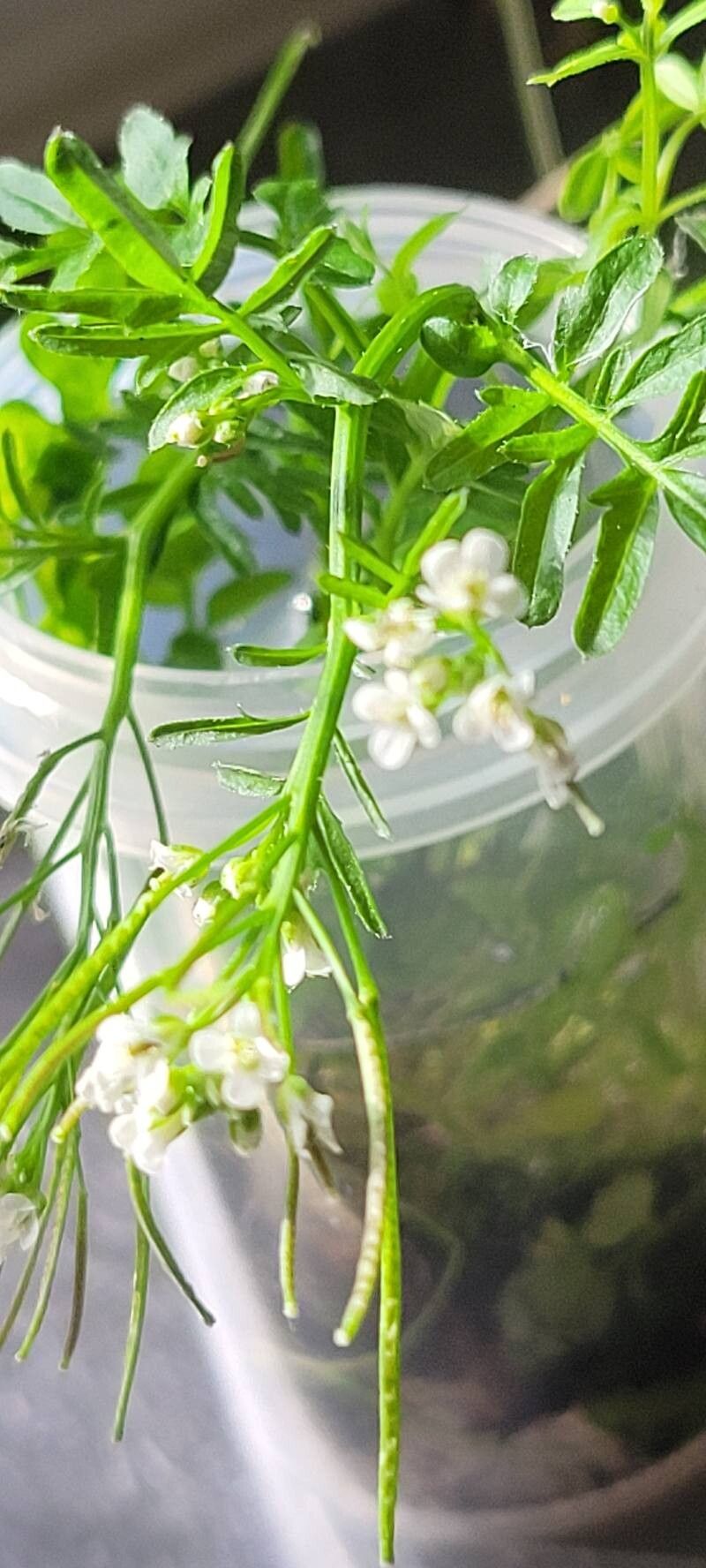 Cardamine pensylvanica flower