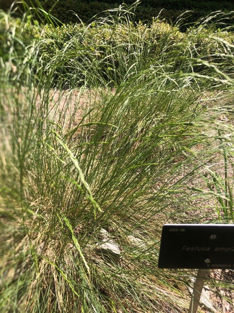 Festuca ampla flower