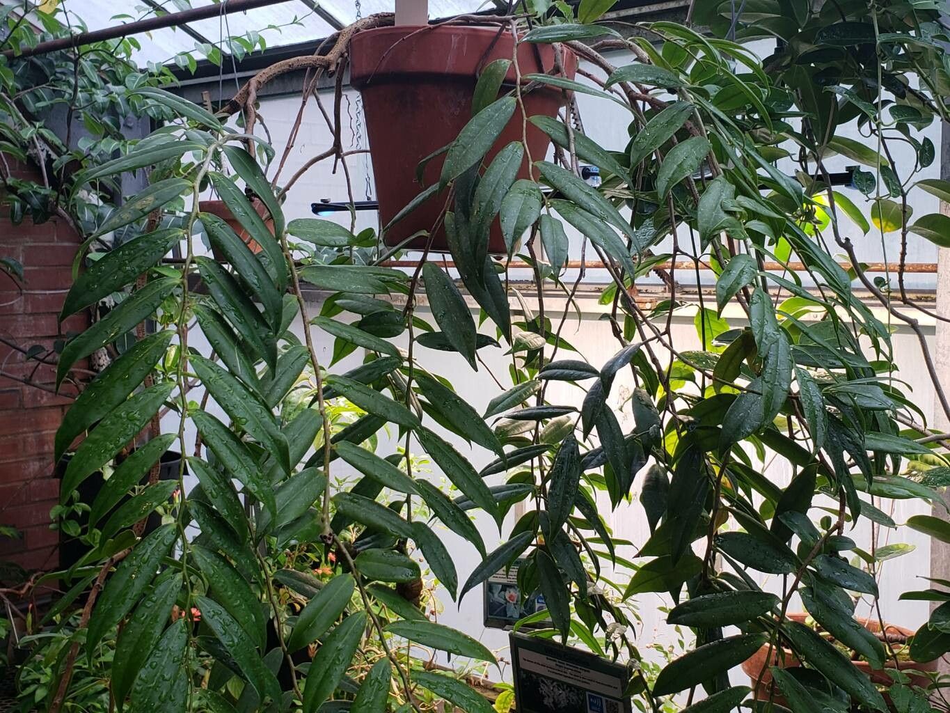 Marcgravia rectiflora habit