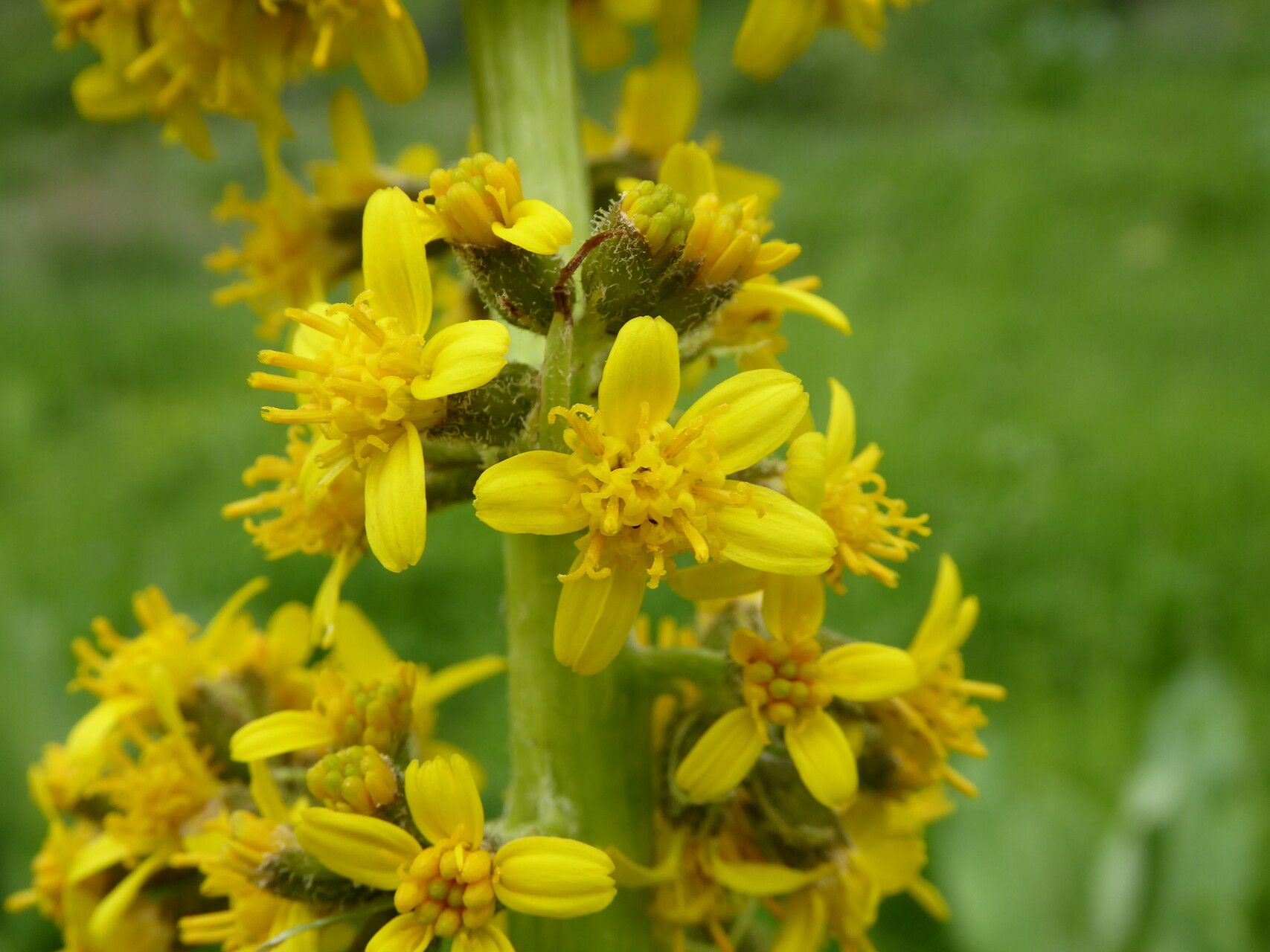 Ligularia macrophylla flower
