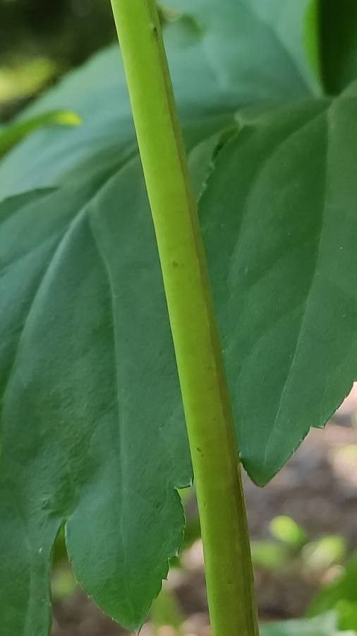 Mukdenia rossii bark