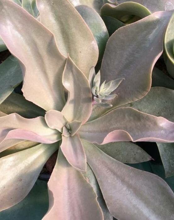 Thompsonella garcia-mendozae habit